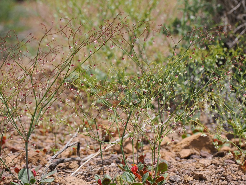Esmeralda Buckwheat photo 7