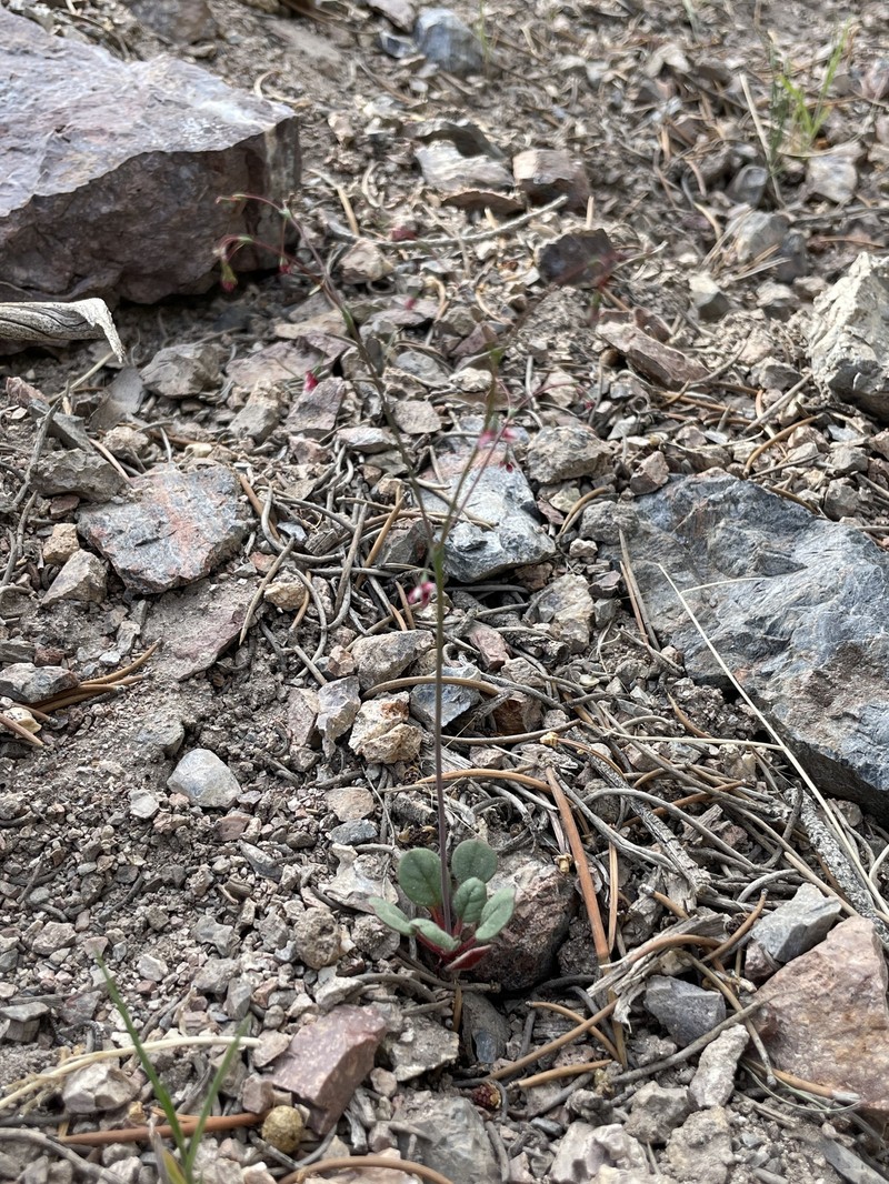 Eriogonum esmeraldense var. esmeraldense