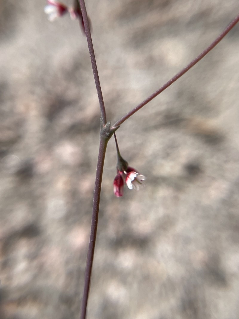 Eriogonum esmeraldense var. esmeraldense photo 2