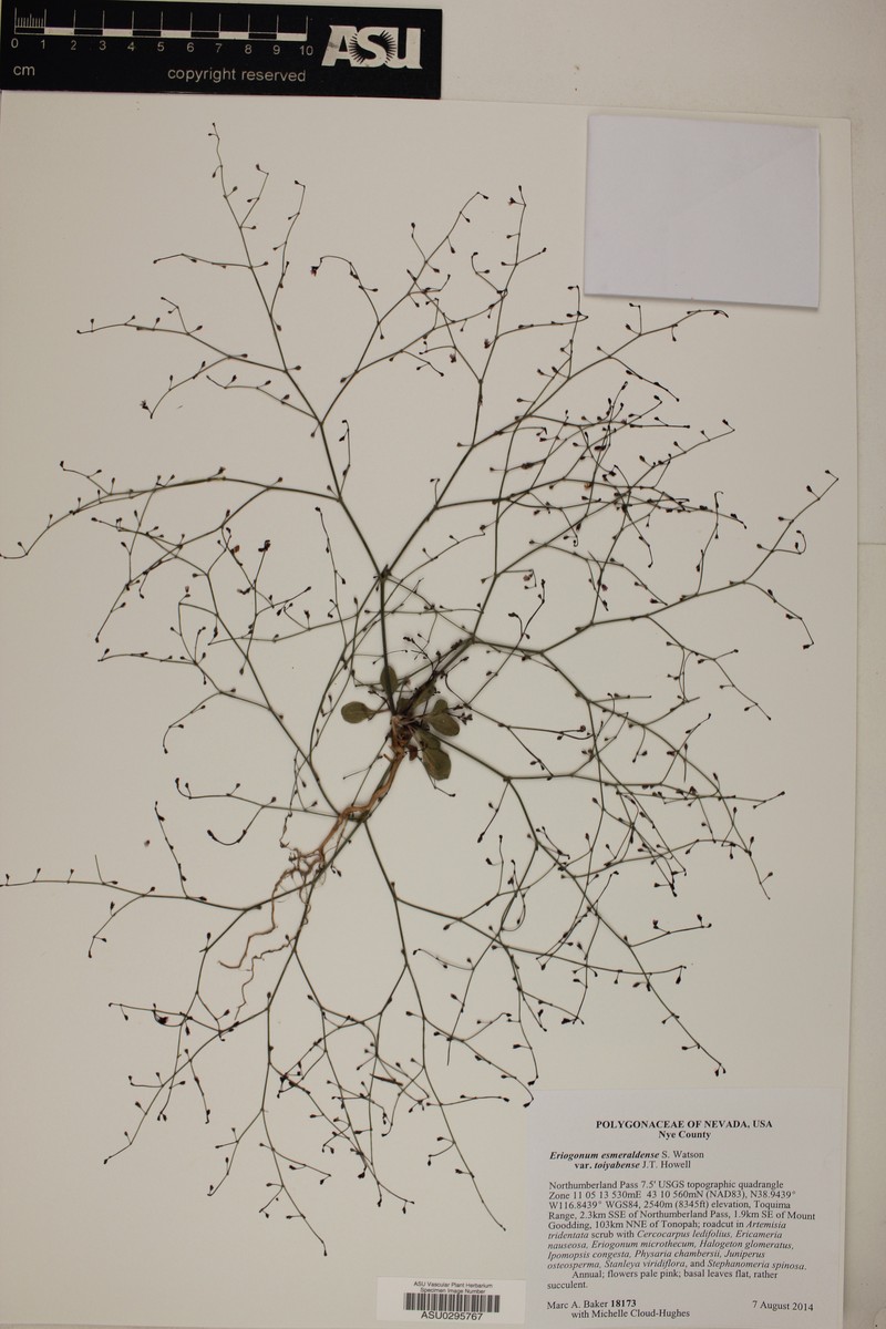 Eriogonum esmeraldense var. toiyabense