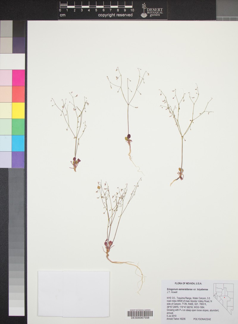 Eriogonum esmeraldense var. toiyabense photo 3