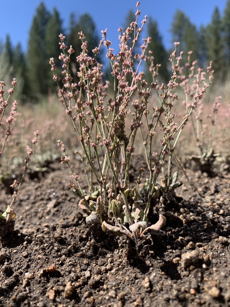 Eriogonum evanidum