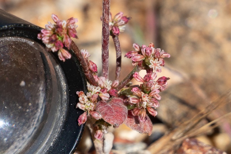 Eriogonum evanidum photo 2