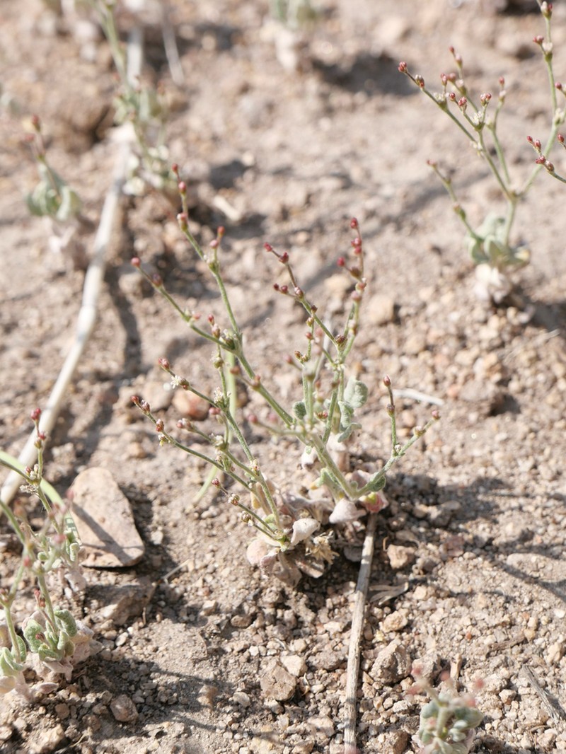 Eriogonum evanidum photo 3