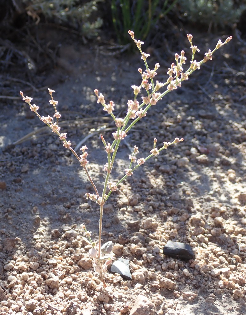 Eriogonum evanidum photo 4