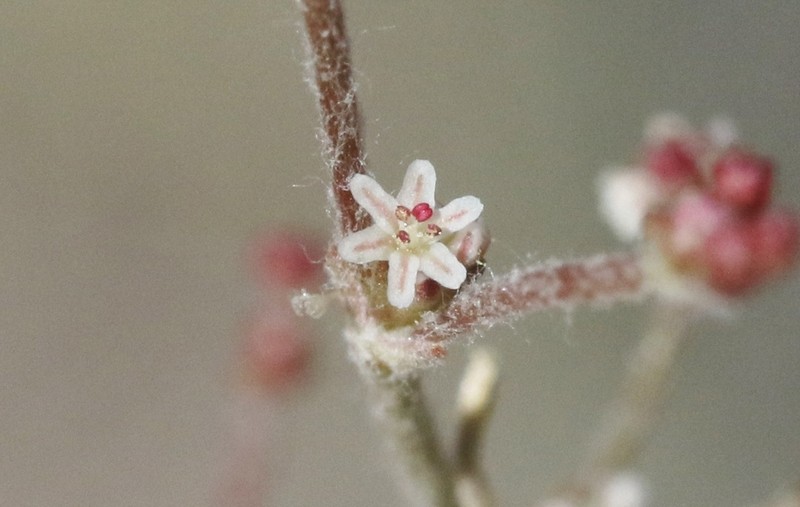 Eriogonum evanidum photo 5