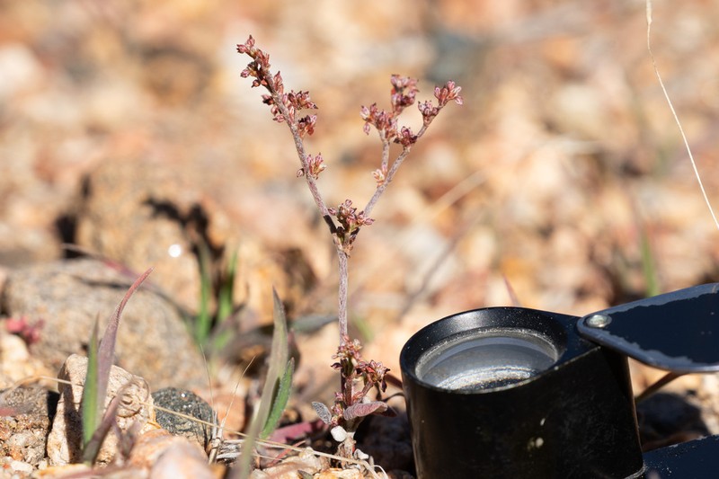 Eriogonum evanidum photo 6