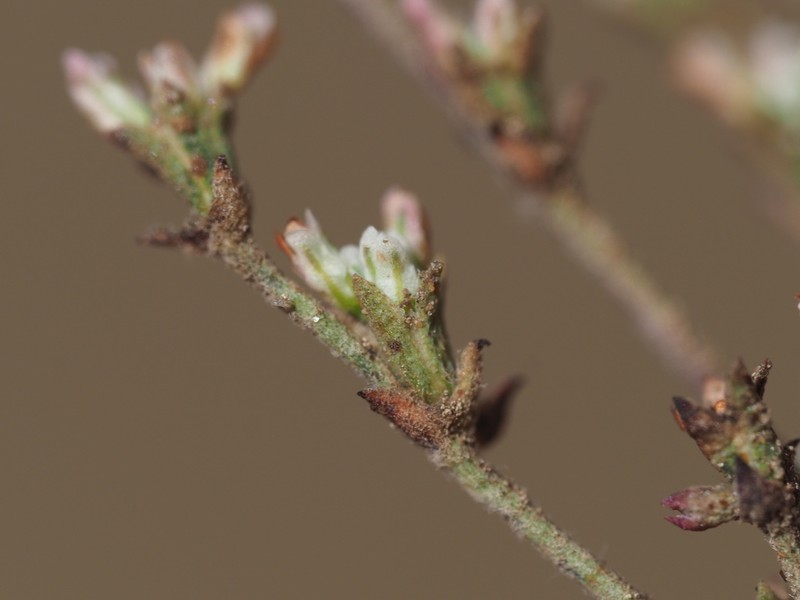 Eriogonum evanidum photo 7