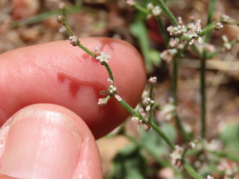 Eriogonum evanidum photo 8