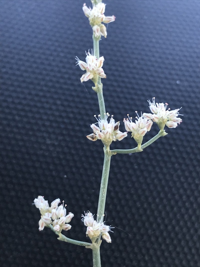 Eriogonum exaltatum