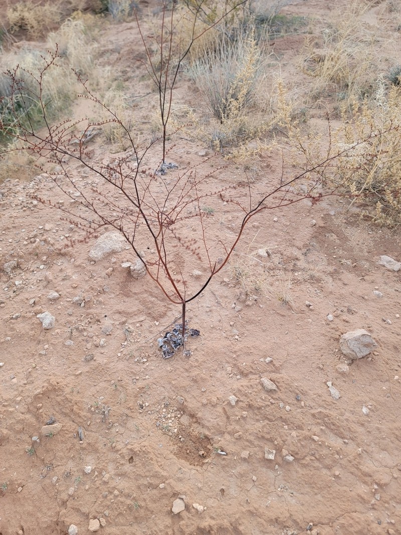 Eriogonum exaltatum photo 2