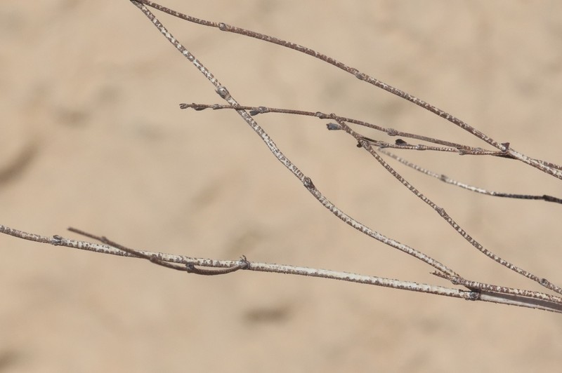 Eriogonum exaltatum photo 3