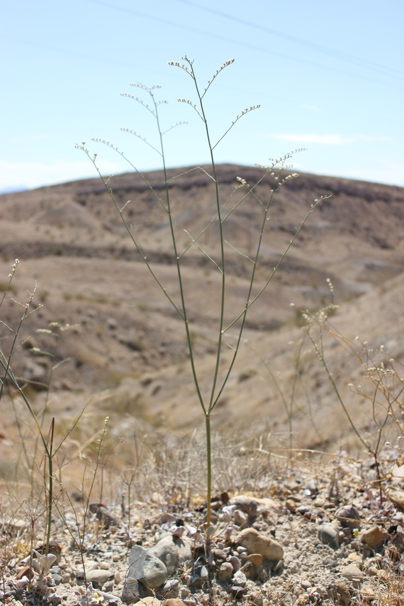 Eriogonum exaltatum photo 5