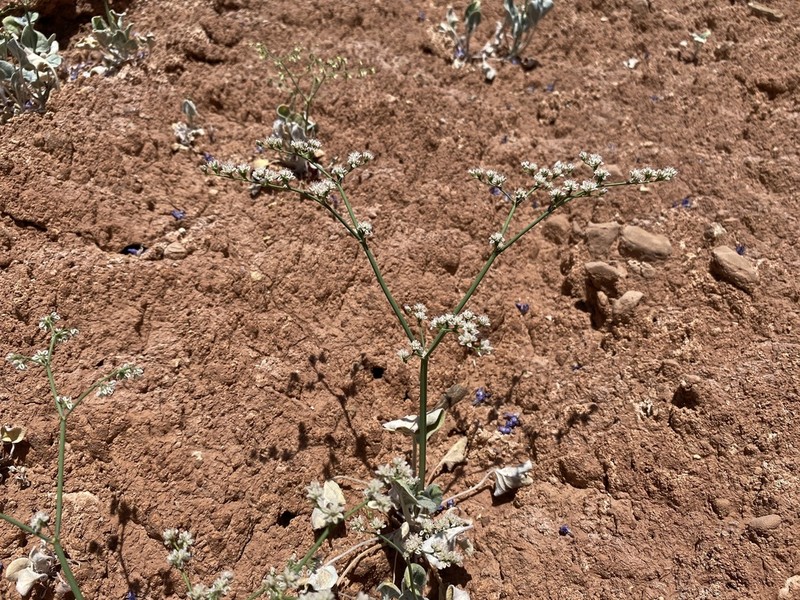 Eriogonum exaltatum photo 6