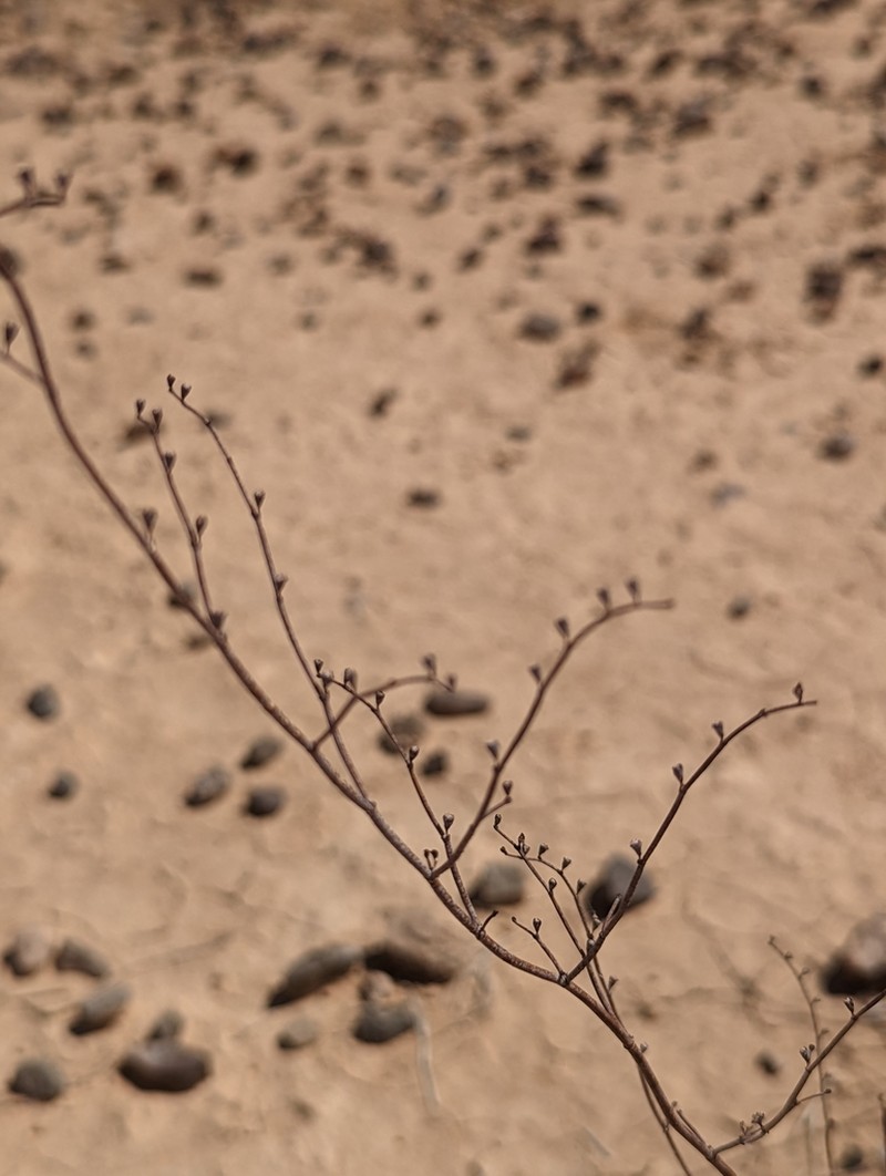 Eriogonum exaltatum photo 7