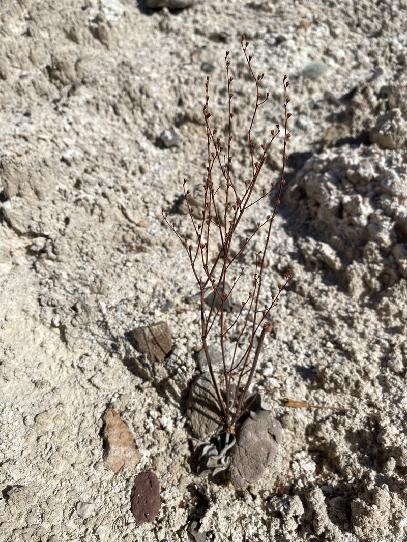 Eriogonum exaltatum photo 8