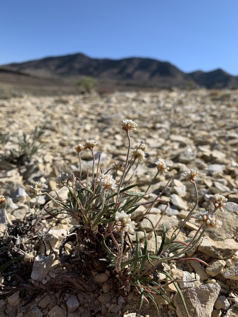 Dropleaf Buckwheat