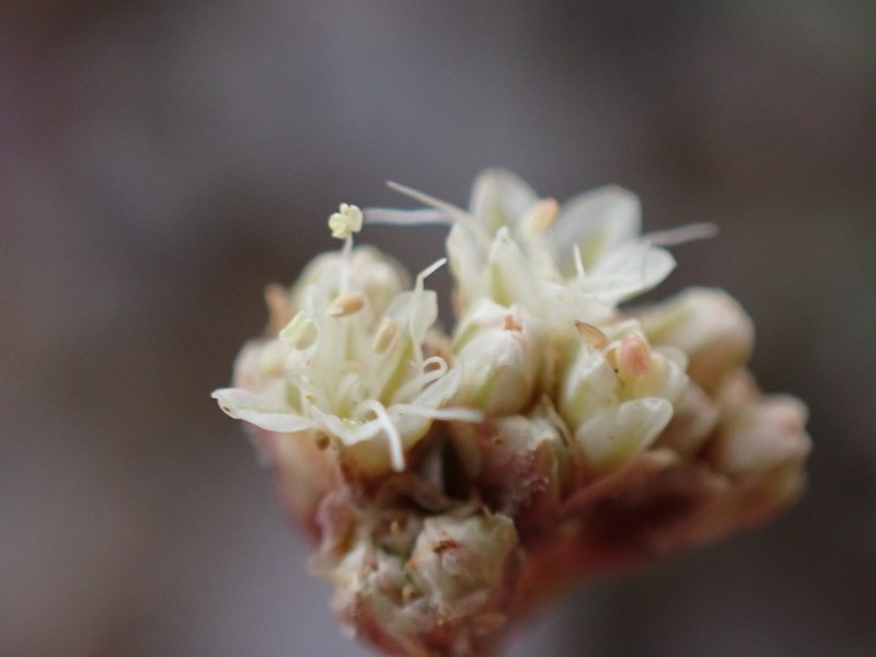 Dropleaf Buckwheat photo 2