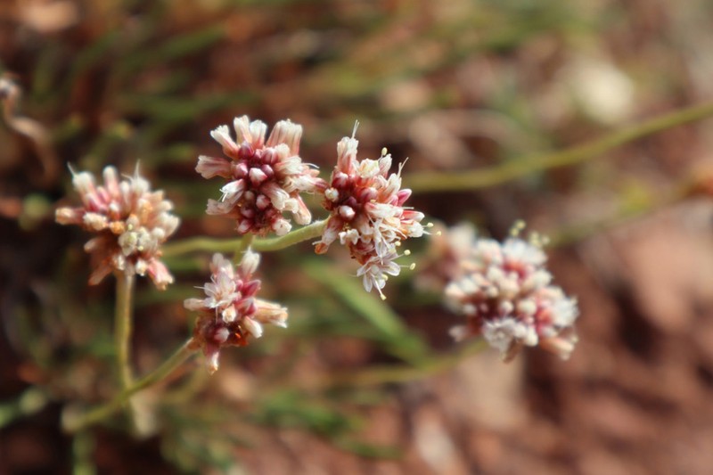 Dropleaf Buckwheat photo 4