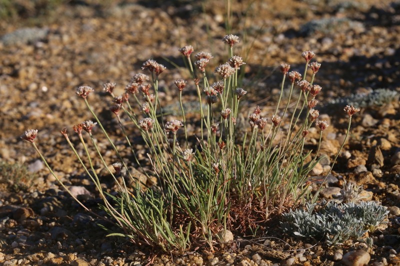 Dropleaf Buckwheat photo 6