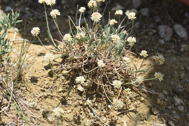 Dropleaf Buckwheat photo 7