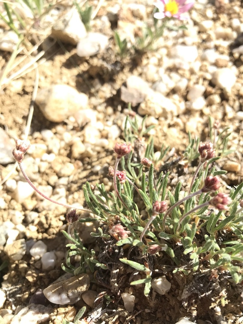 Dropleaf Buckwheat photo 8