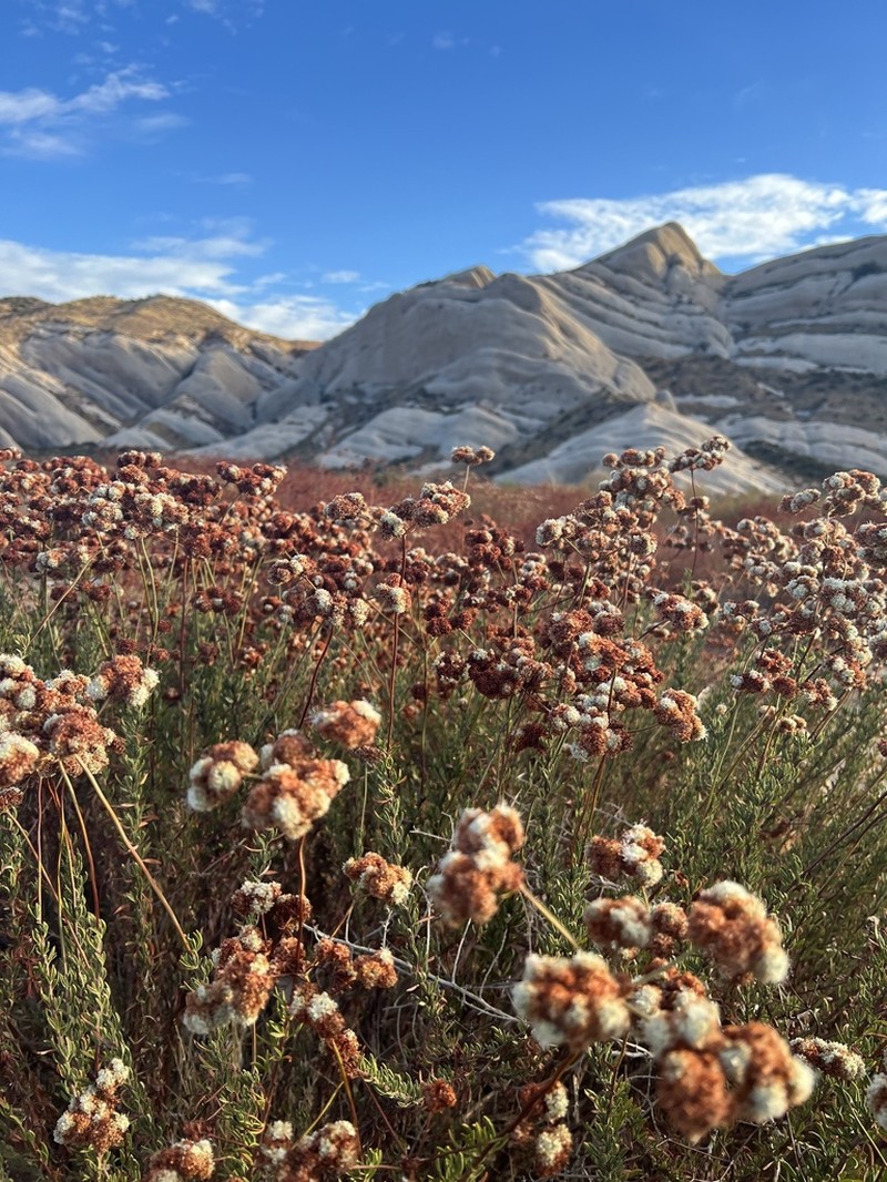 Eastern Mojave Buckwheat