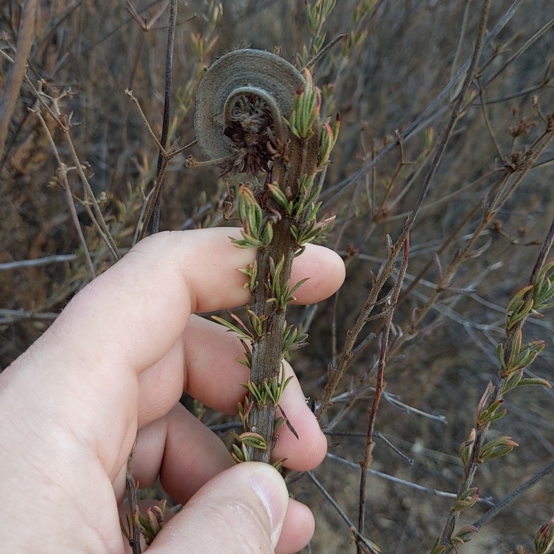 Eastern Mojave Buckwheat photo 2