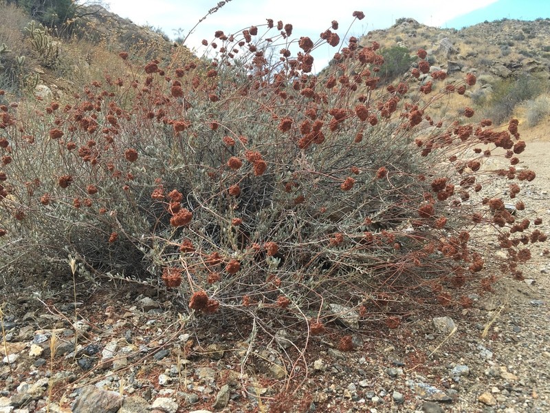 Eastern Mojave Buckwheat photo 3