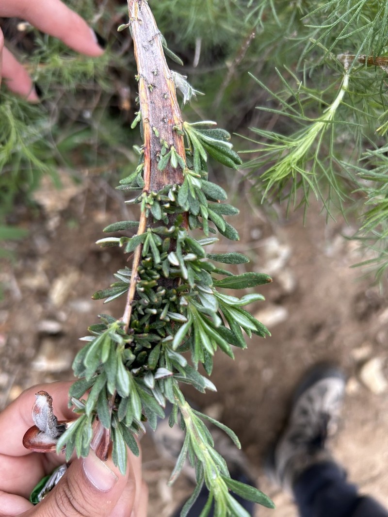 Eastern Mojave Buckwheat photo 4