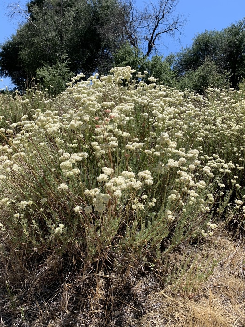 Eastern Mojave Buckwheat photo 5