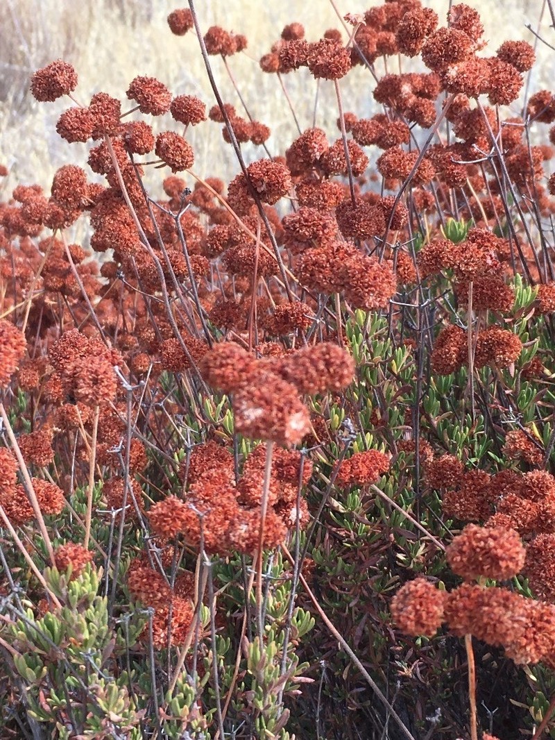 Eastern Mojave Buckwheat photo 6