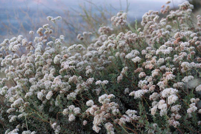 Eastern Mojave Buckwheat photo 7