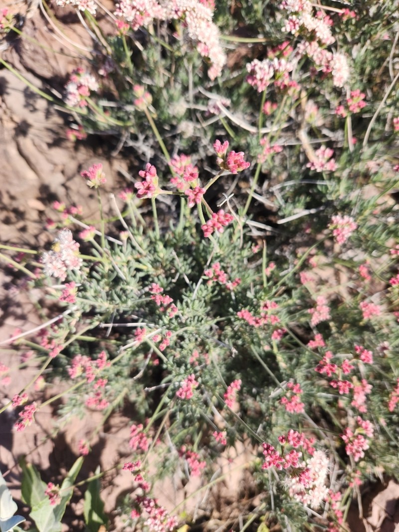 Eastern Mojave Buckwheat photo 8