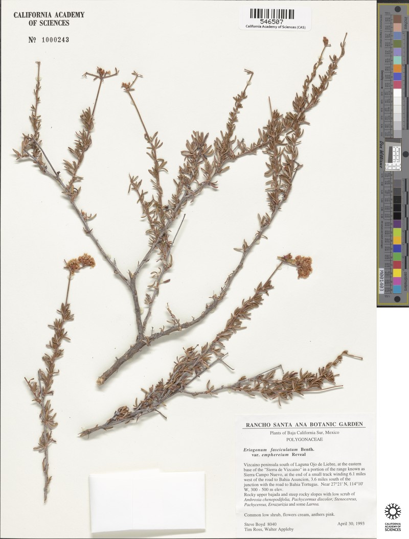 Eriogonum fasciculatum var. emphereium
