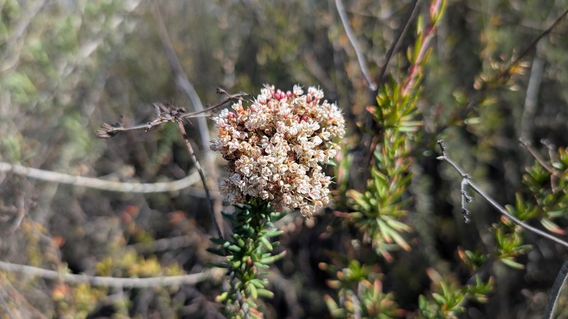 Eriogonum fasciculatum var. fasciculatum