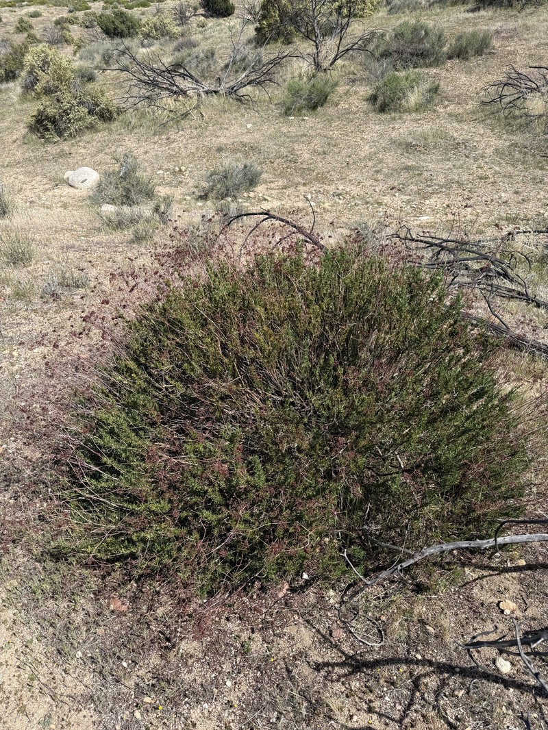 Eriogonum fasciculatum var. fasciculatum photo 2