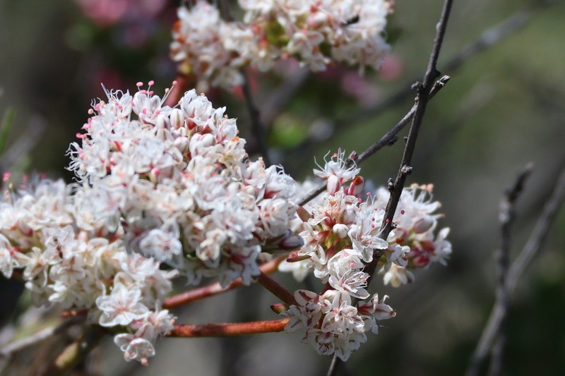 Eriogonum fasciculatum var. fasciculatum photo 3