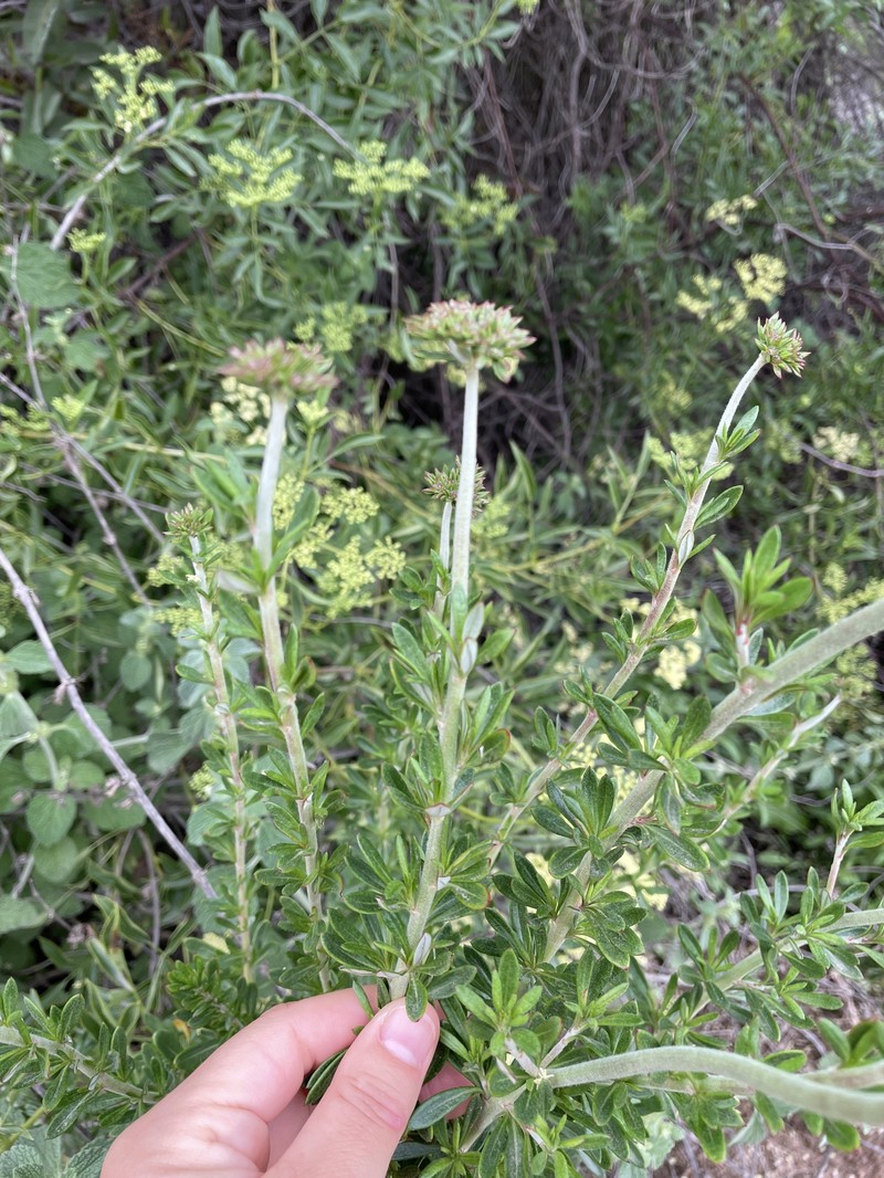 Eriogonum fasciculatum var. fasciculatum photo 4