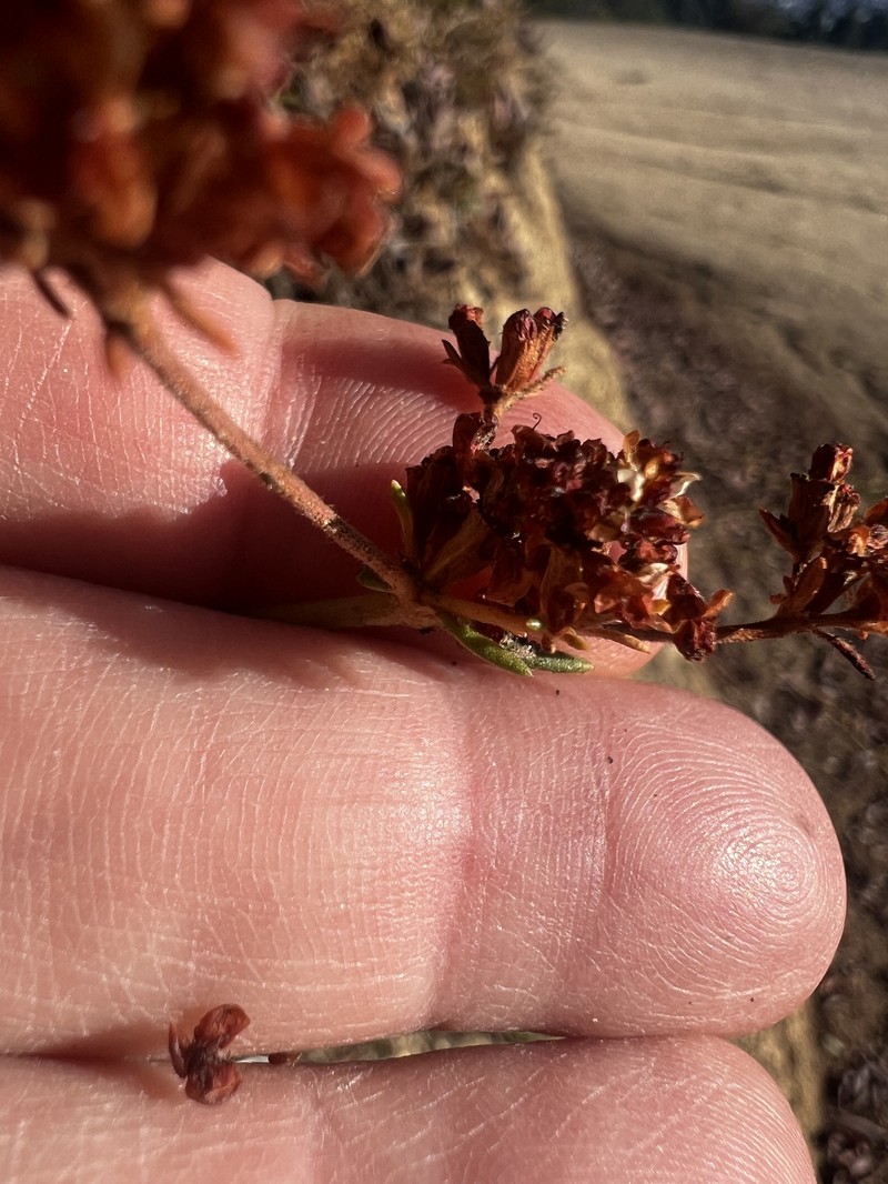 Eriogonum fasciculatum var. fasciculatum photo 5