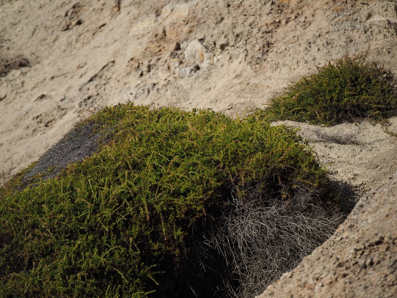 Eriogonum fasciculatum var. fasciculatum photo 6