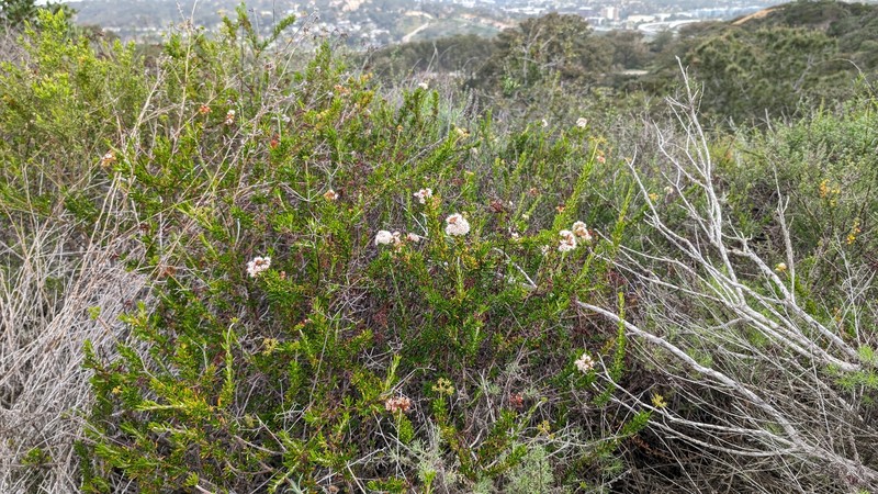 Eriogonum fasciculatum var. fasciculatum photo 7