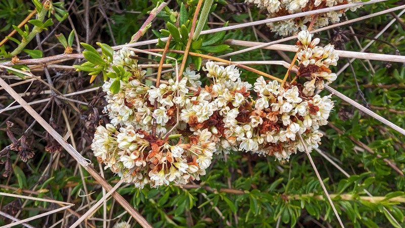 Eriogonum fasciculatum var. fasciculatum photo 8