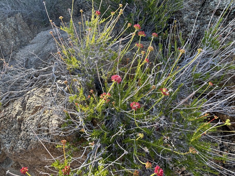 Eriogonum fasciculatum var. flavoviride