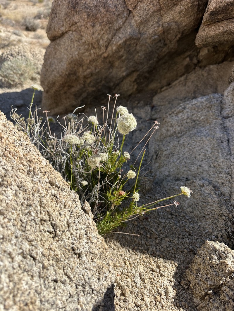 Eriogonum fasciculatum var. flavoviride photo 2