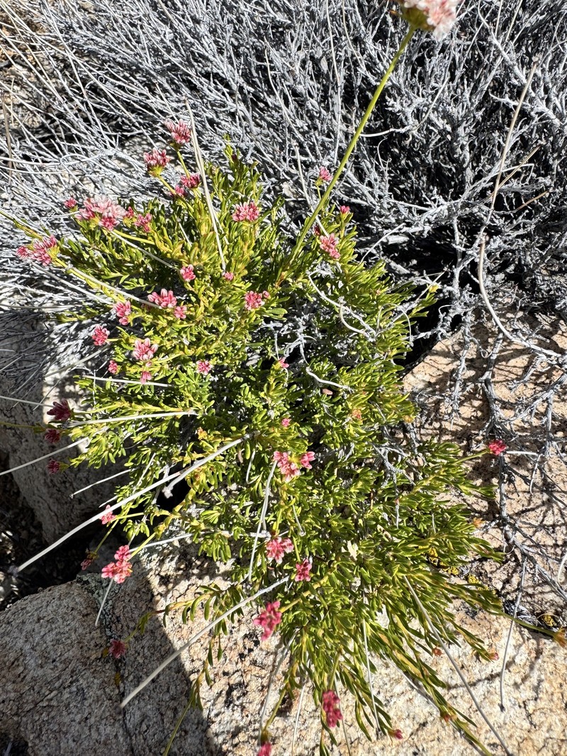 Eriogonum fasciculatum var. flavoviride photo 3