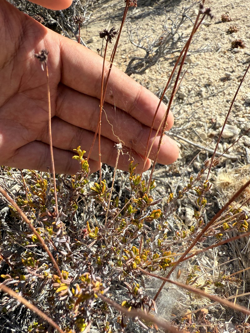 Eriogonum fasciculatum var. flavoviride photo 4