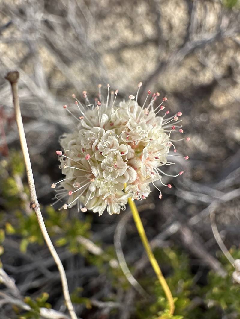 Eriogonum fasciculatum var. flavoviride photo 5