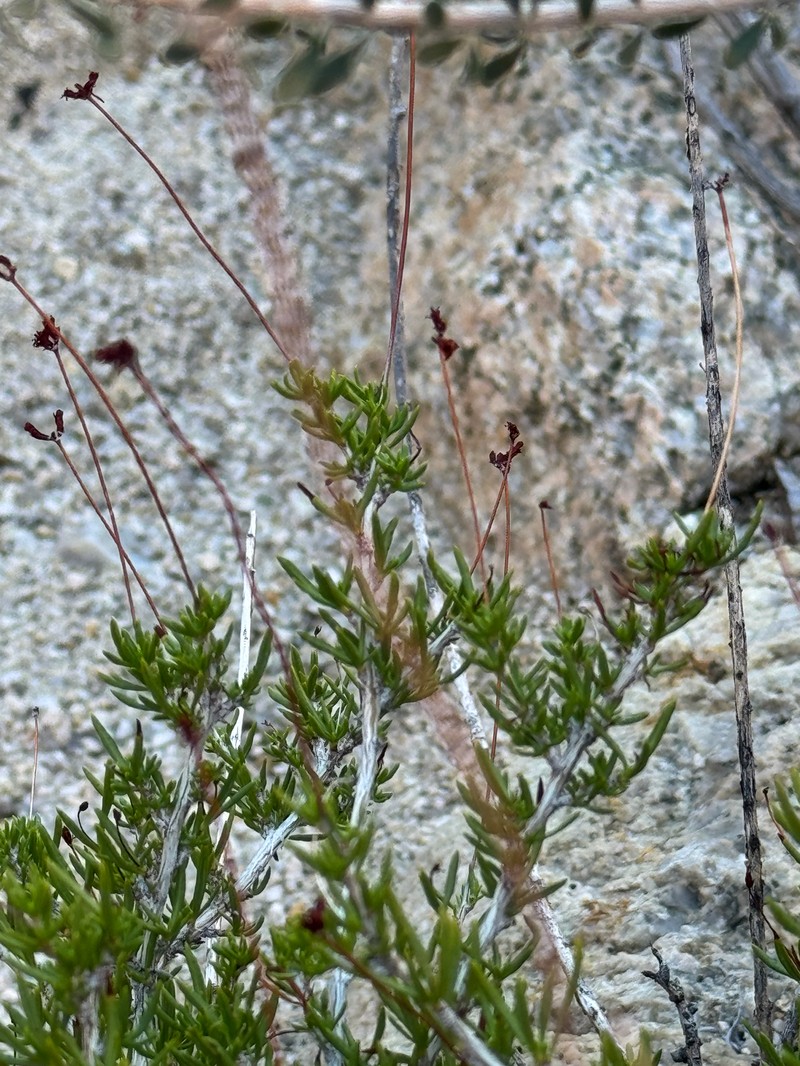 Eriogonum fasciculatum var. flavoviride photo 6