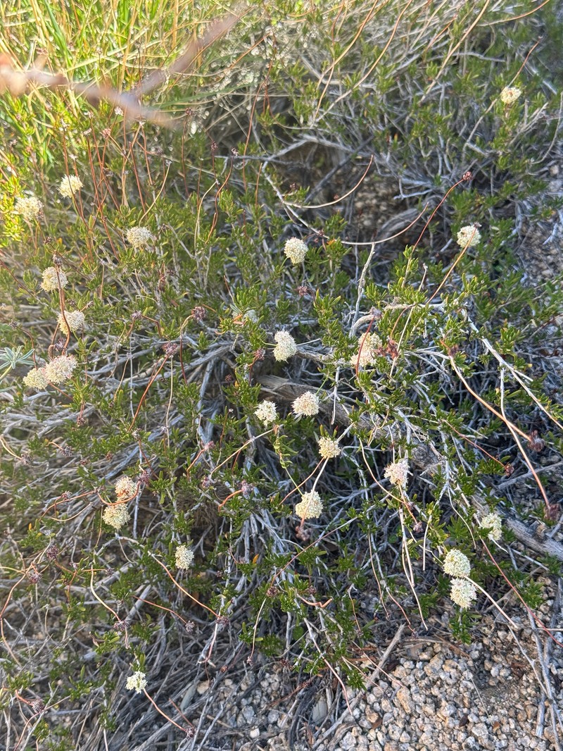 Eriogonum fasciculatum var. flavoviride photo 7